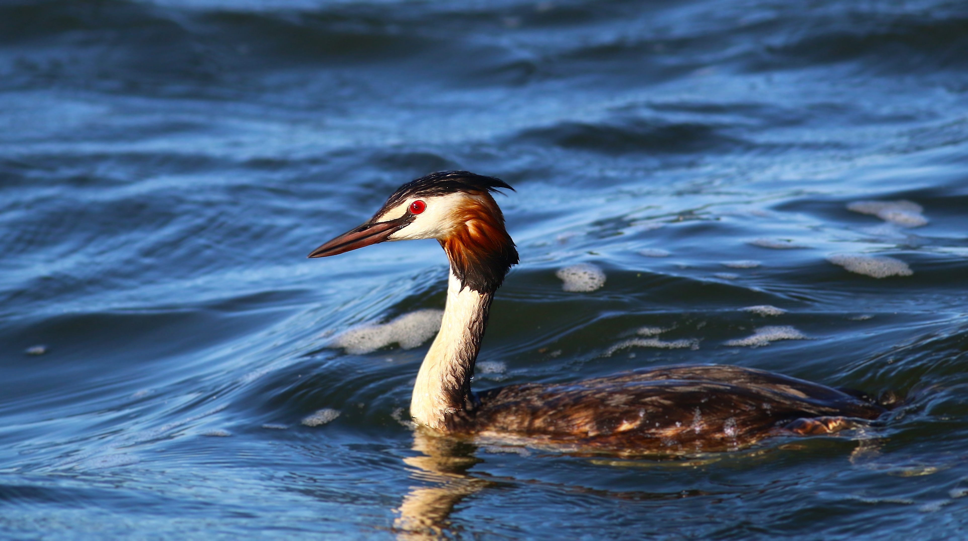 Great Crested Grebe